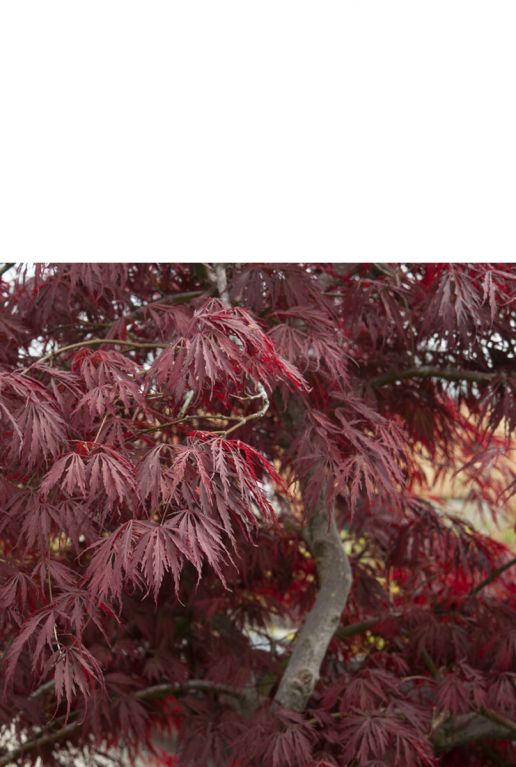 Acer palmatum inaba-shidare volgroeit