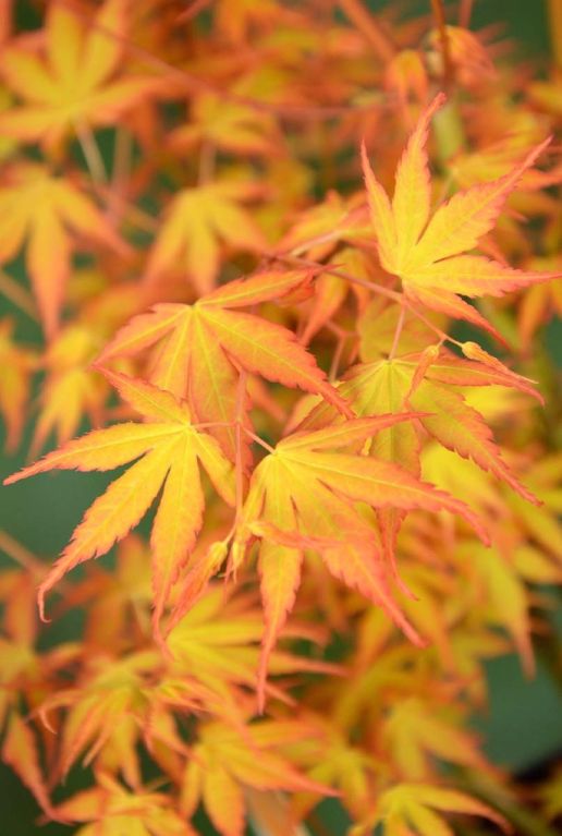Acer palmatum katsura tuinplanten p15