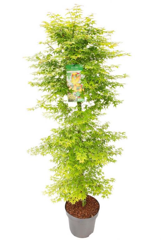 Acer palmatum little princess plant p34