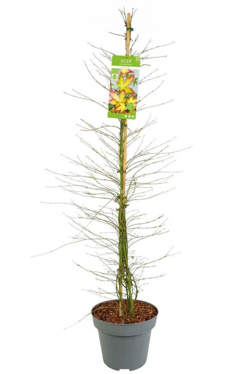 Acer palmatum little princess planten p34