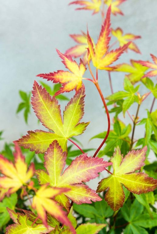 Acer palmatum little princess tuinplant