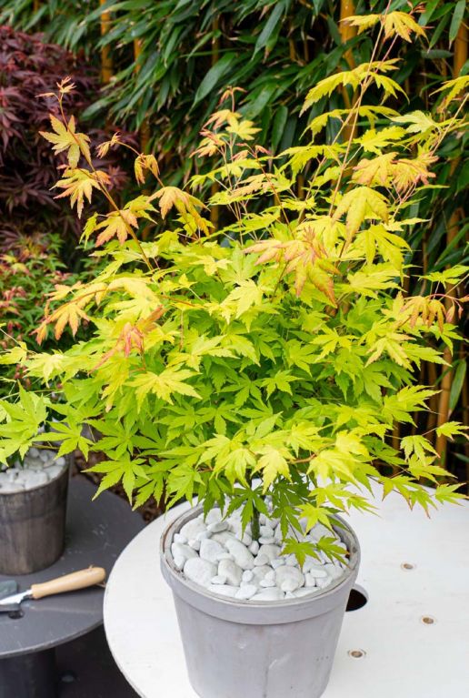 Acer palmatum orange dream tuinplant 19