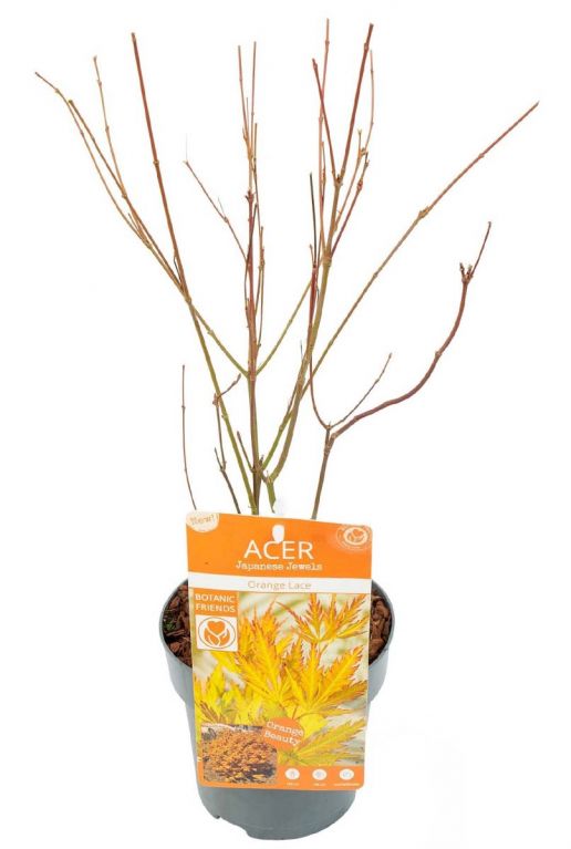 Acer palmatum orange lace plant p15