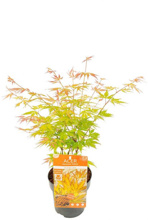 Acer palmatum orange lace planten p15