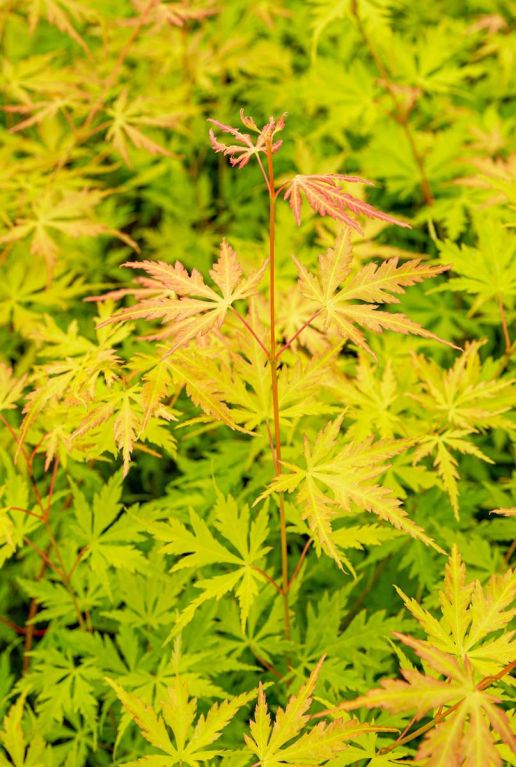 Acer palmatum orange lace tuinplant