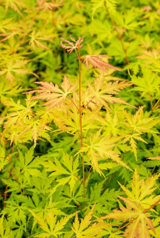 Acer palmatum orange lace tuinplant