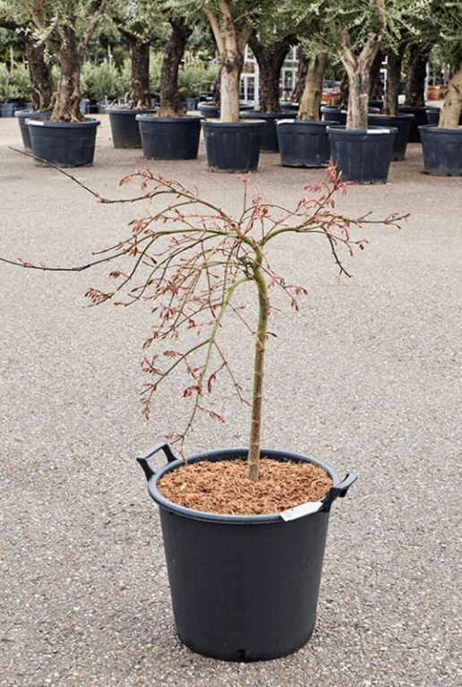 Acer palmatum pendulum julian voor bloeiperiode