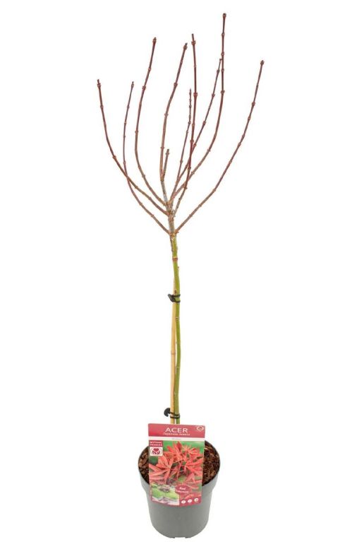 Acer palmatum shaina op stam p19
