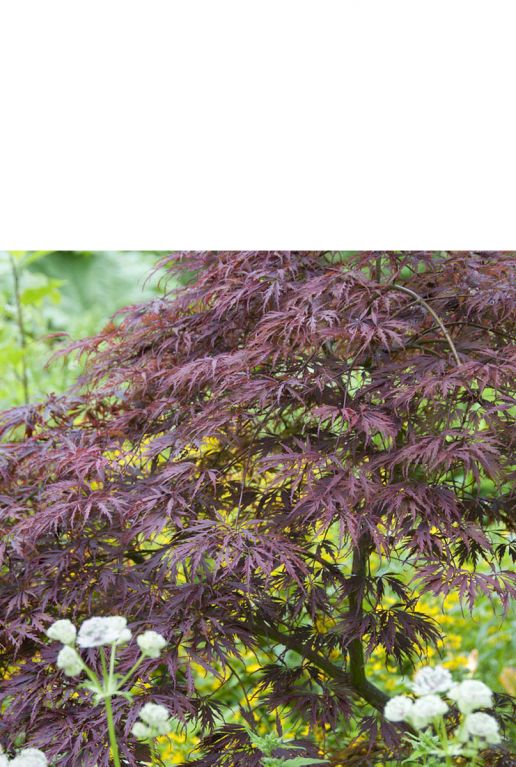 Acer palmatum tamukeyama volgroeit