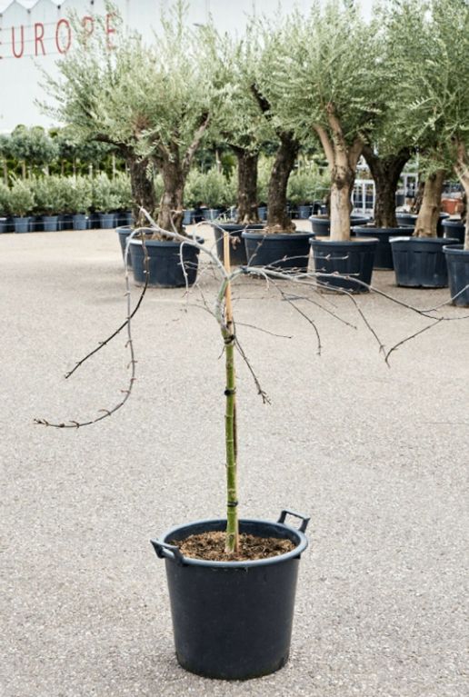 Acer palmatum tamukeyama voor bloeiperiode