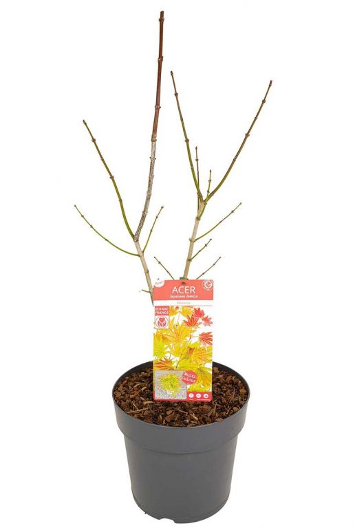 Acer shirasawanum moonrise plant