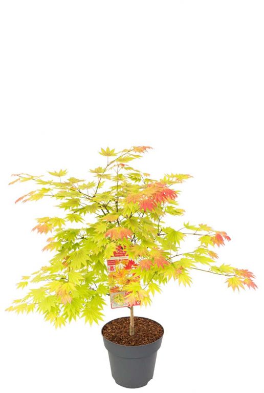 Acer shirasawanum moonrise planten