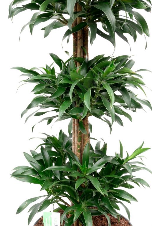 Dracaena reflexa 