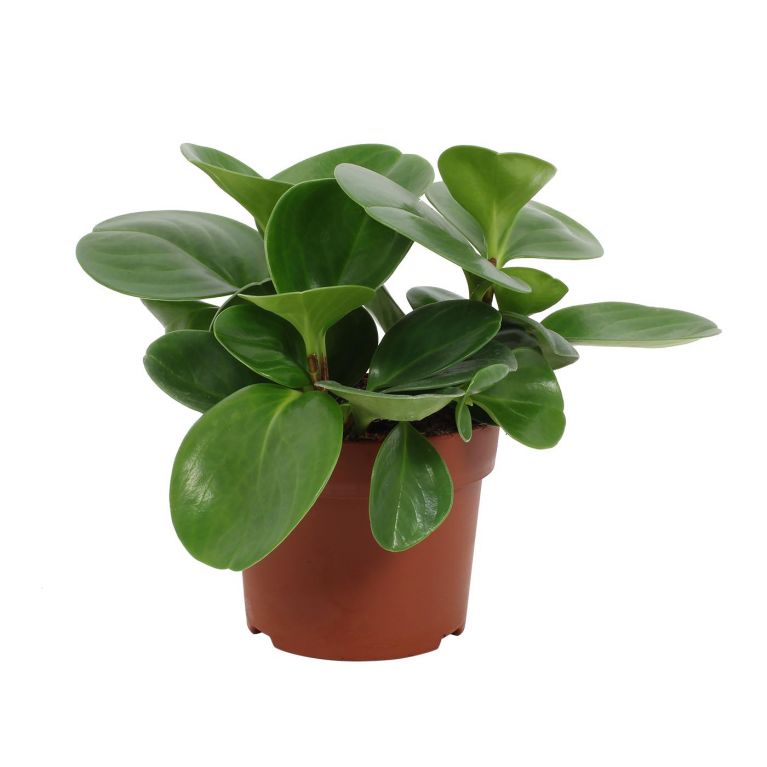 Hoya Krohniana Silver blad