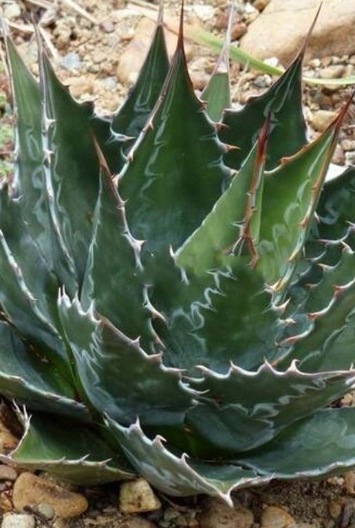 Agave montana tuinplant p24