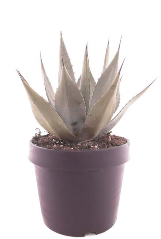 Agave neomexicana p22