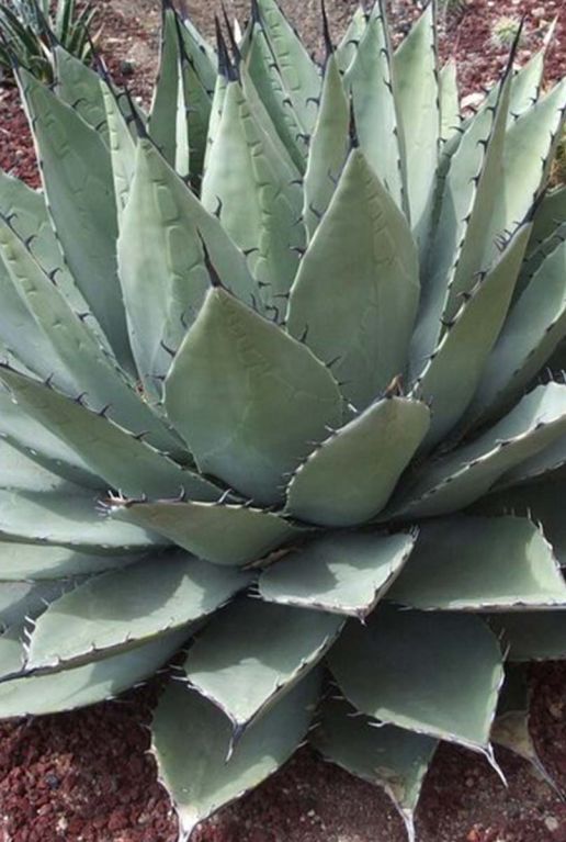 Agave neomexicana tuinplant p22