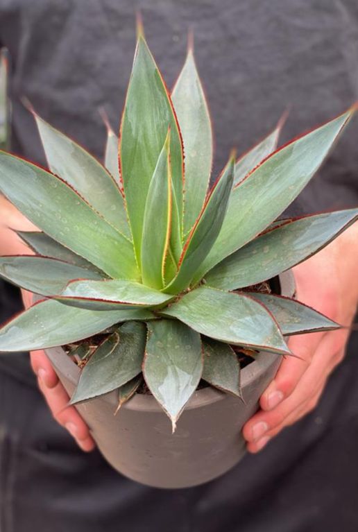 Agave shaka zulu kamerplant