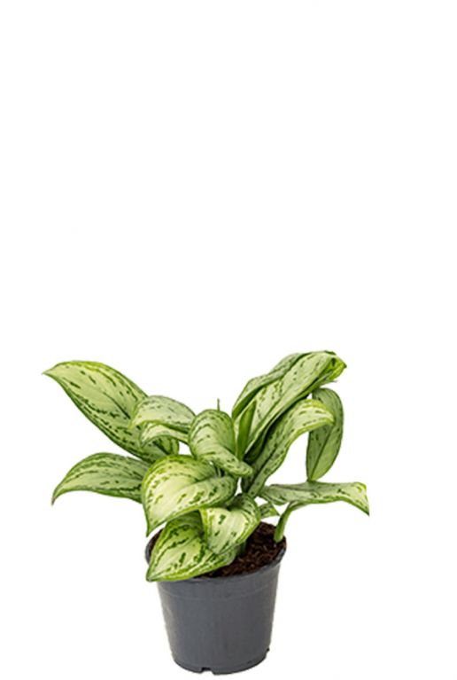 Aglaonema christina plant