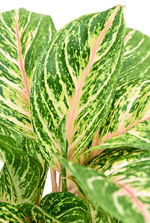 Aglaonema coco melon blad