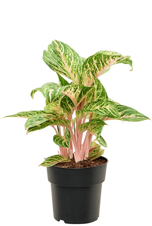 Aglaonema coco melon pink