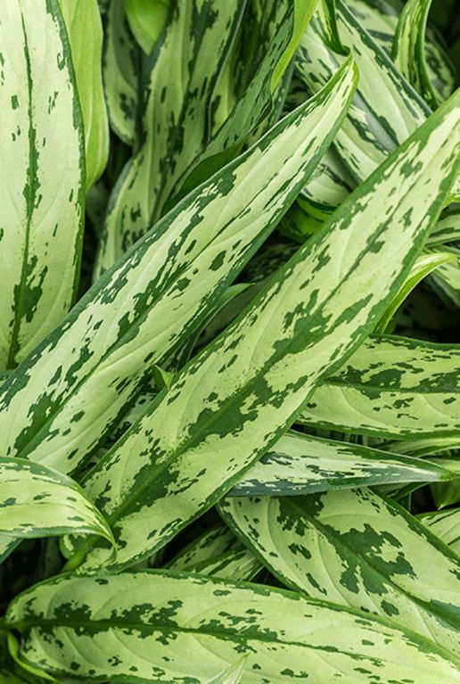 Aglaonema cutlass 1