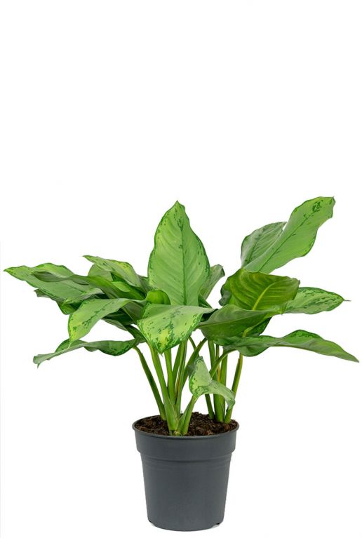 Aglaonema freedman 3