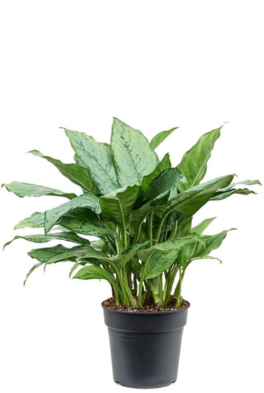 Aglaonema freedman 5