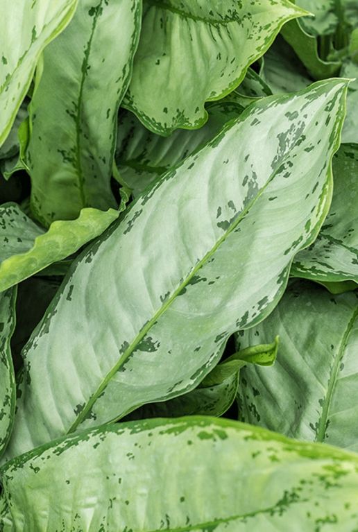 Aglaonema freedman blad 1