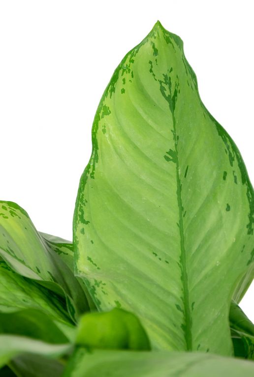 Aglaonema freedman blad 4