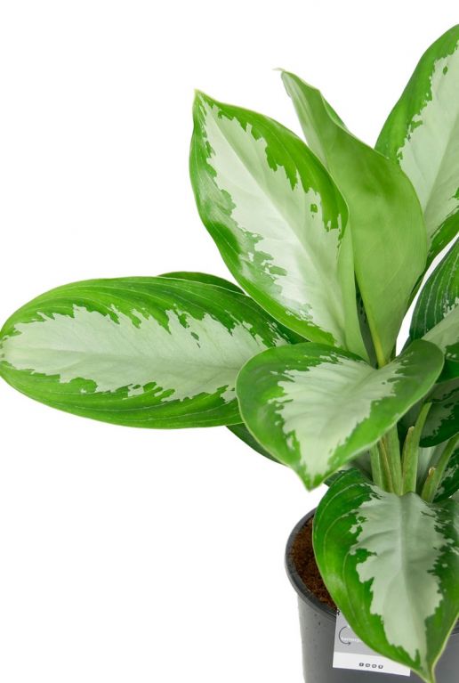 Aglaonema grote bladeren plant