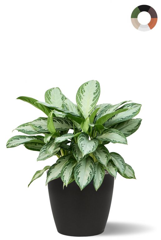 Aglaonema in bloempot