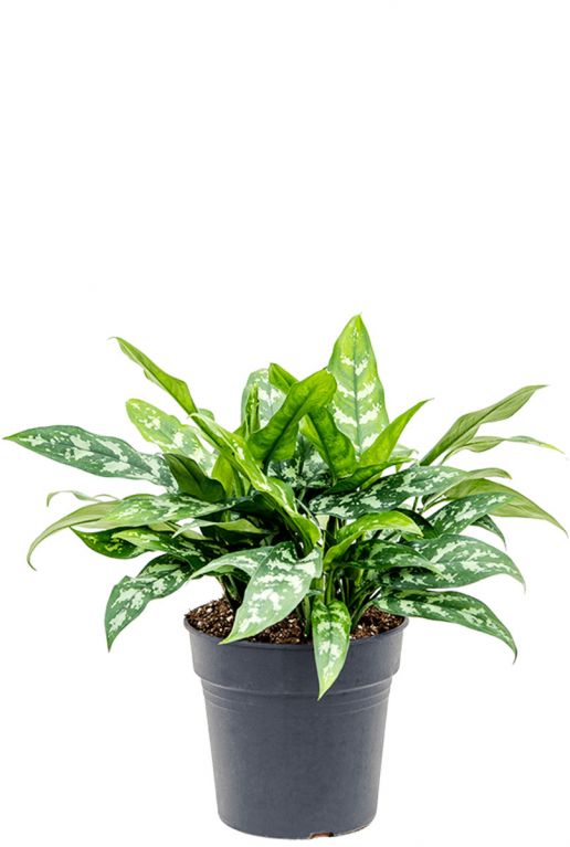 Aglaonema maria