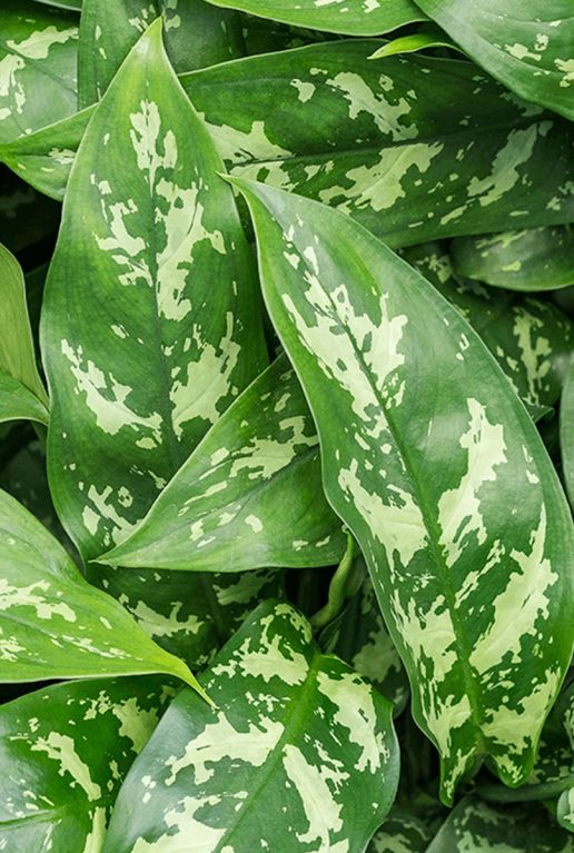 Aglaonema maria blad 1