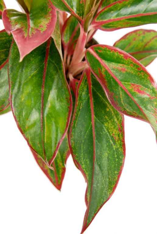 Aglaonema plant met roze strepen