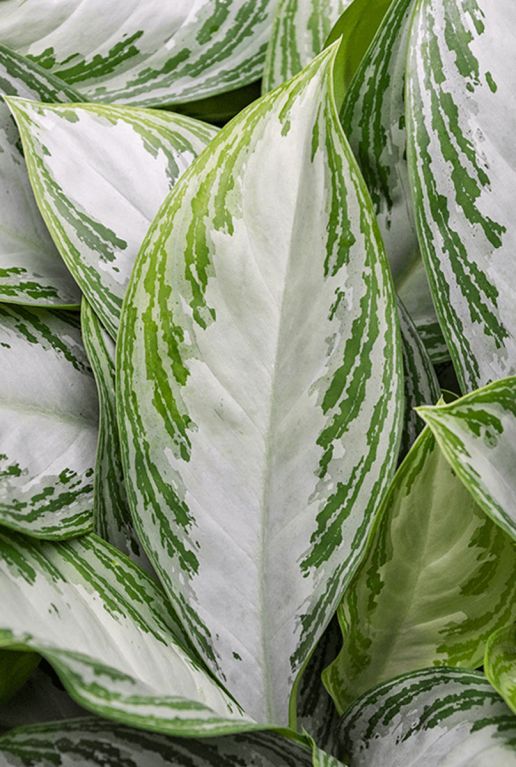 Aglaonema silver bay 5