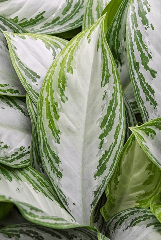 Aglaonema silver bay blad 2