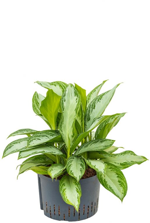 Aglaonema silver bay kantoorplant