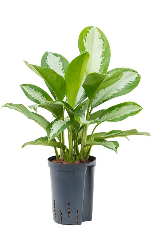 Aglaonema silver moon kamerplant