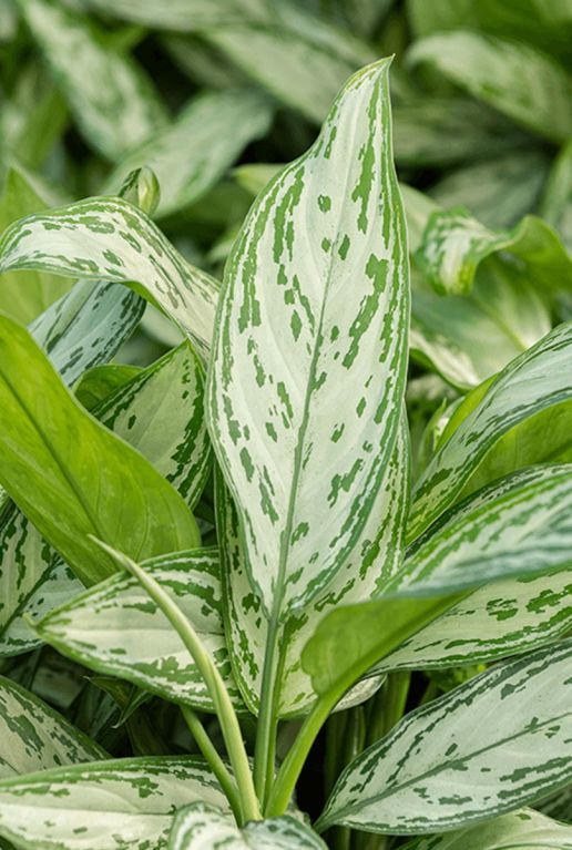 Aglaonema silver queen 1