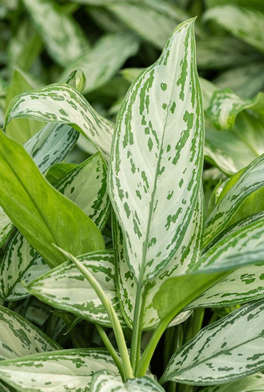 Aglaonema silver queen 1 1
