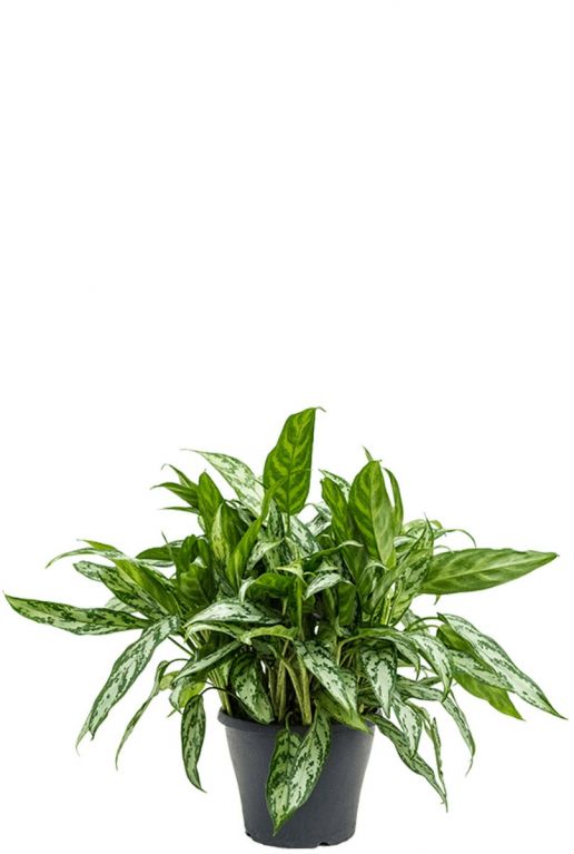Aglaonema silver queen kamerplant