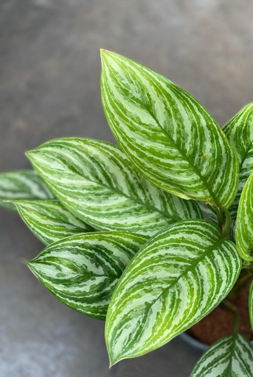 Aglaonema stripes blad 3