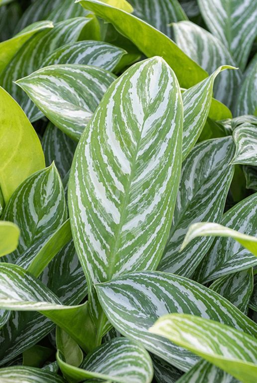 Aglaonema stripes blad 4