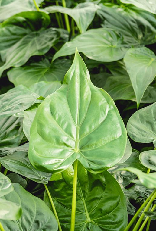 Alocasia cucullata blad