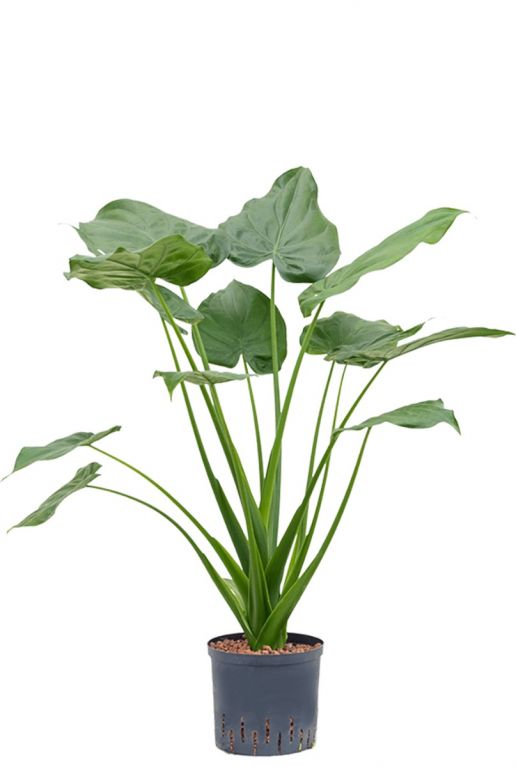 Alocasia cucullata plant 1