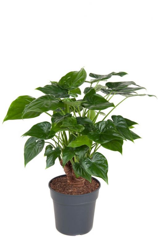 Alocasia cucullata stam