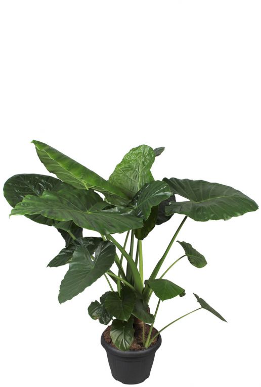 Alocasia macrorrhiza op stam