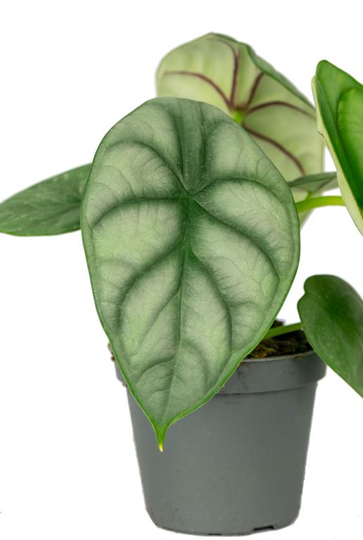 Alocasia plant 1