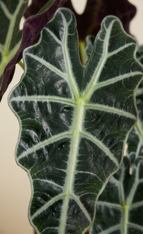 Alocasia polly closeup